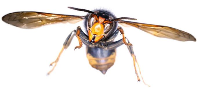 Asian hornet specimen collected in Dublin, Ireland.