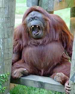 orangutan