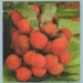 overripe pear early age longer 6473