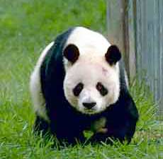 Panda, an endangered species
