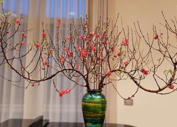 peach blossom is the tet teacher but do you know what this flower represents 124985