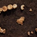 people with braces also have cosmetic teeth 6320