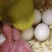 perfecting the process of artificial pressing yen bird 6339