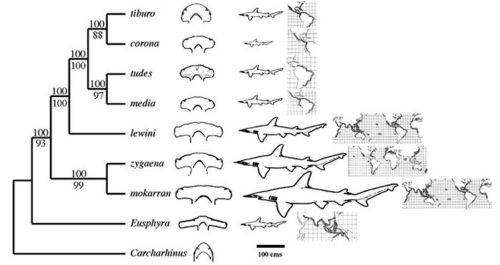 Hammerhead Shark Lineage