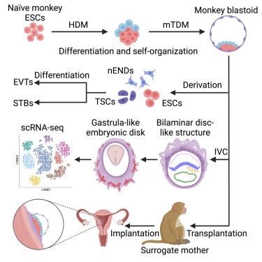 Three monkeys that received embryos showed signs of pregnancy on ultrasound.
