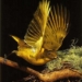 pigeon dove ptilonorhynchidae 6328