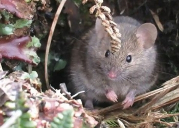 plan to eradicate rat species on south african island 126536