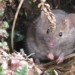 plan to eradicate rat species on south african island 126536
