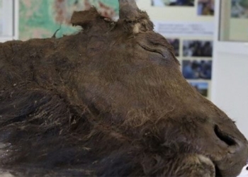plan to replicate the 8000 year old bison extinct by russian scientists 126544