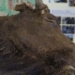 plan to replicate the 8000 year old bison extinct by russian scientists 126544