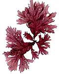 platensis