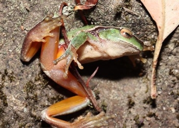 pollution in royal park australia threatens green stream frog 125221