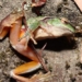 pollution in royal park australia threatens green stream frog 125221