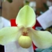 propagation of two rare orchid species 6941