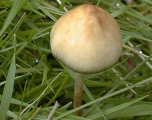 Hallucinogenic chemical in mushrooms may help treat depression and anxiety
