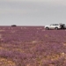 purple coriander flower thorny plant in saudi arabia 125893