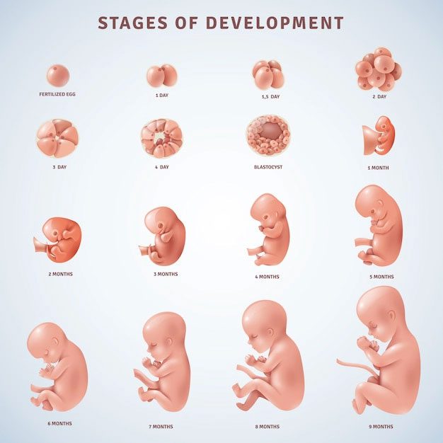 The developmental process of human embryos.