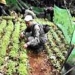 quang binh successfully propagates rare hue tree 6617