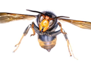 queen of the moth demon heads europe invasion 124988