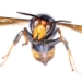 queen of the moth demon heads europe invasion 124988