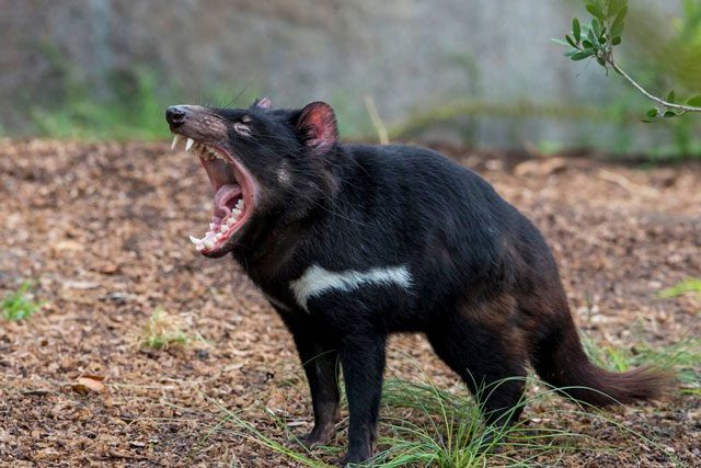 Tasmanian Devil
