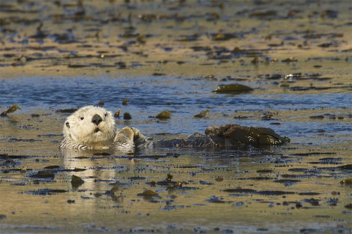 Sea otters resting in a kelp forest off the coast of California.