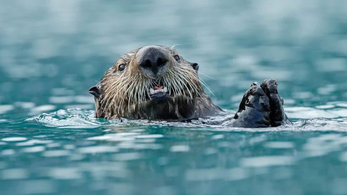 Sea otters became the next target for wolves after the deer population declined.