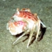 raising common crabs in soil pond 6709