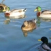 raising super meat ducks for high profit 6622