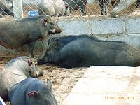 raising wild boars 6336