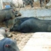 raising wild boars 6336