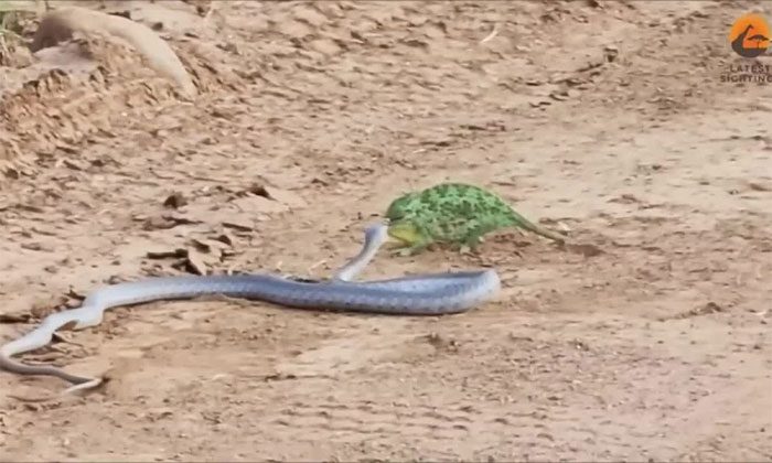 Boomslang quickly lunges at its prey.