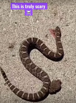Even after being beheaded, the snake can still inject venom through its fangs as usual.