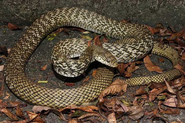 King Snake