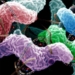 rapid testing help identify food bacteria 6945
