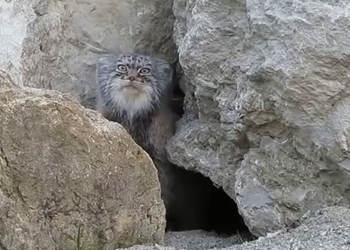 rare forest cat difficult to find living on everest 125527