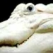 rare genetic mutation phenomenon in alligator 6100