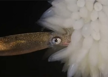 rare moment of the giant squid emerging from its nest 125745