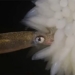 rare moment of the giant squid emerging from its nest 125745