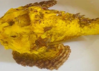 rare sea cucumber species discovered in ly son island 125709