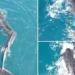 rare sighting of a giant whale being stranded 126431