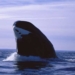 rare whale species living near the 2nd century 6998