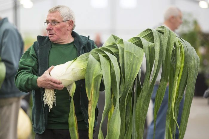 More and more farmers successfully grow giant vegetables.