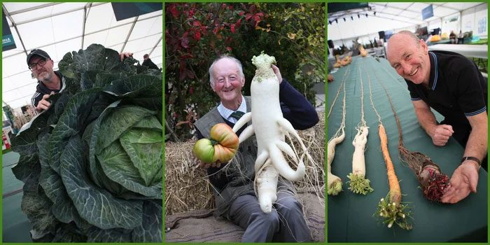 To grow giant vegetables, people usually start sowing seeds in January