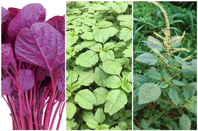 Common Types of Amaranth