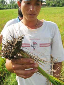Rice infected with yellow dwarf disease and leaf curl