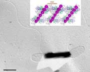 How do bacteria perceive their environment?