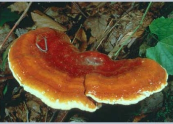reishi ganoderma lucidum 6434