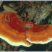 reishi ganoderma lucidum 6434