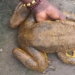 rescue the largest frog in the world 126088